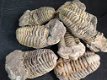 Trilobiet fossiel te koop in Rotterdam - 1 - Thumbnail