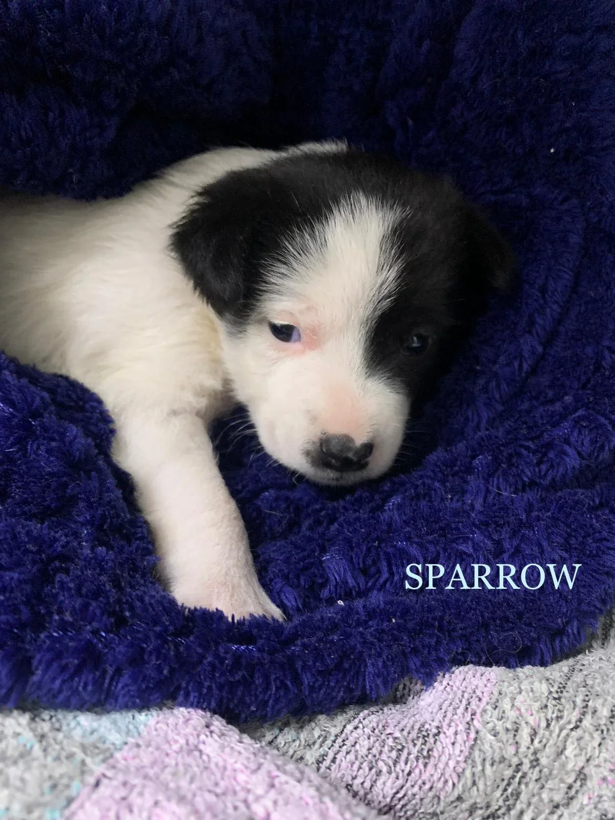 MJM Dogs Foundation: Sparrow(gereserveerd) - nr. 1
