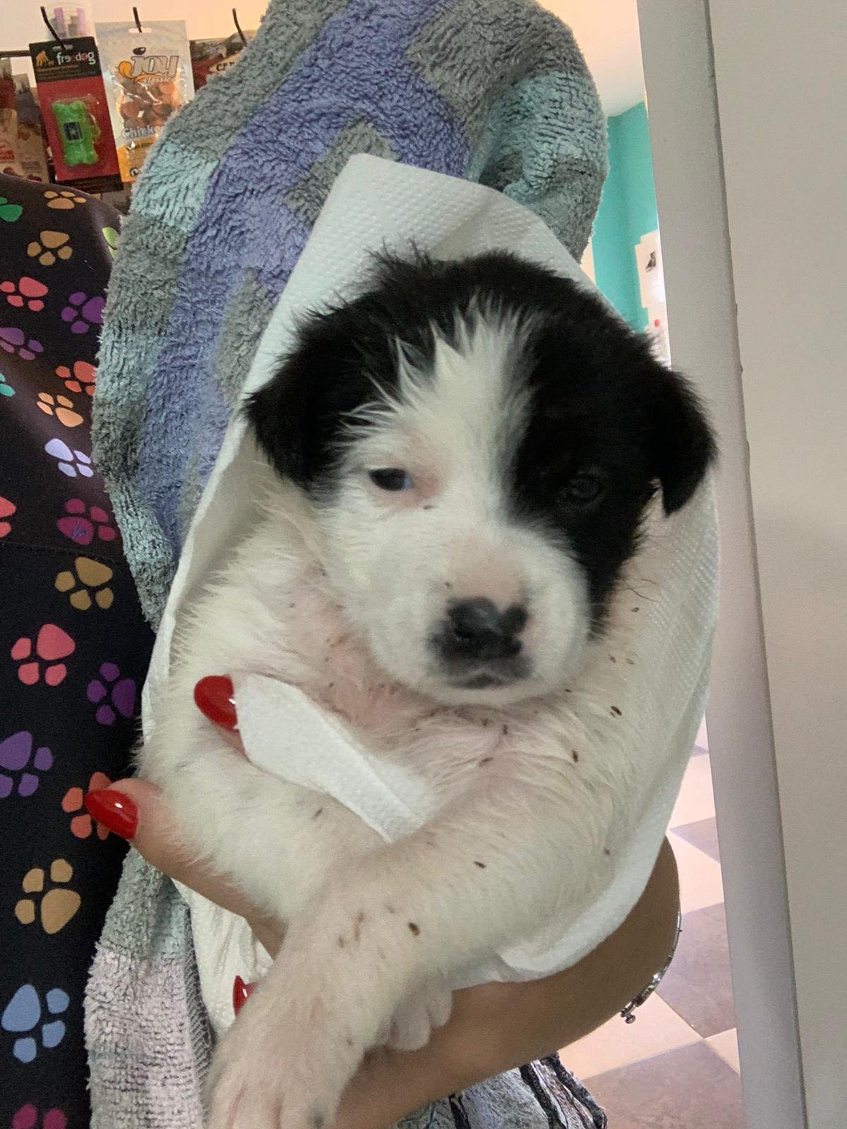 MJM Dogs Foundation: Sparrow(gereserveerd) - Afbeelding 3