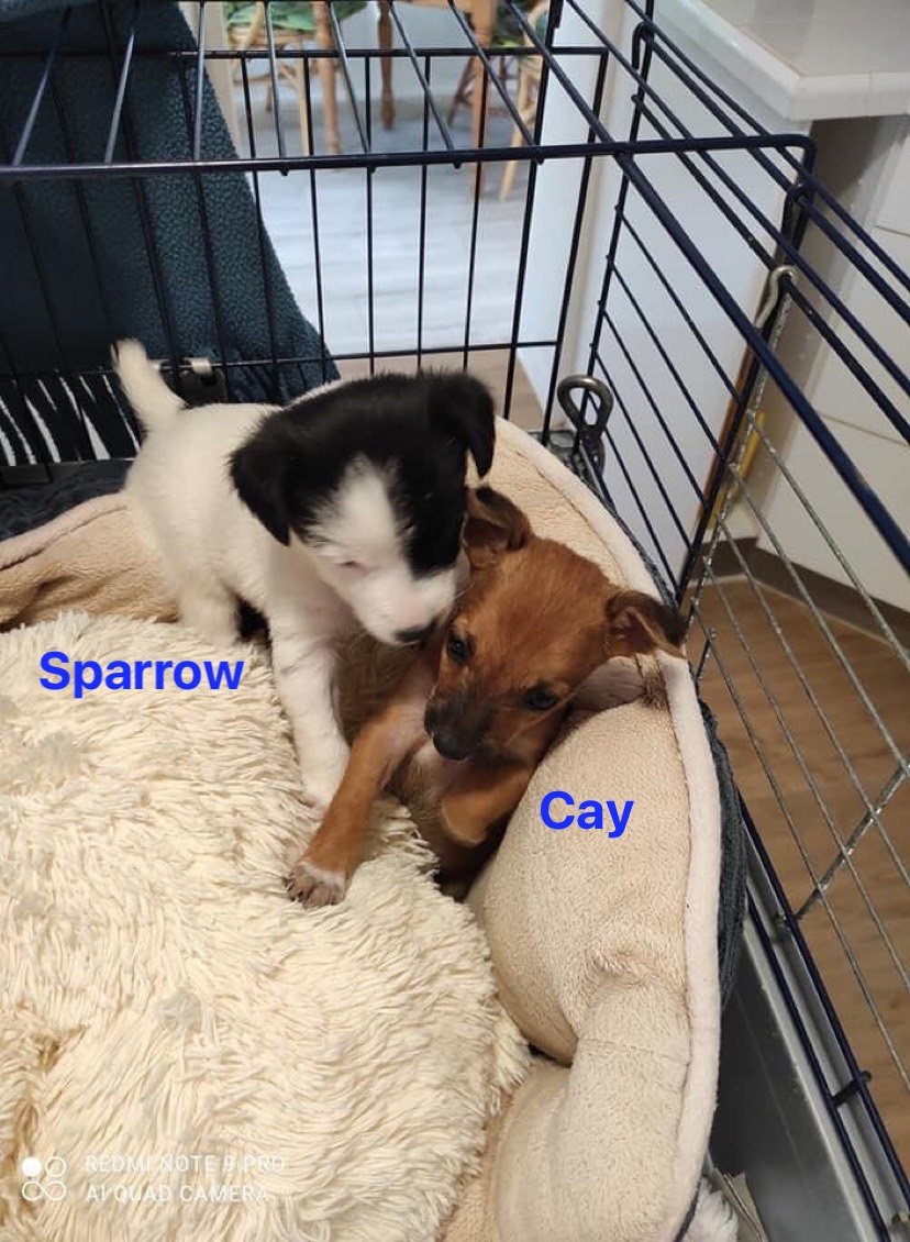MJM Dogs Foundation: Sparrow(gereserveerd) - Afbeelding 4