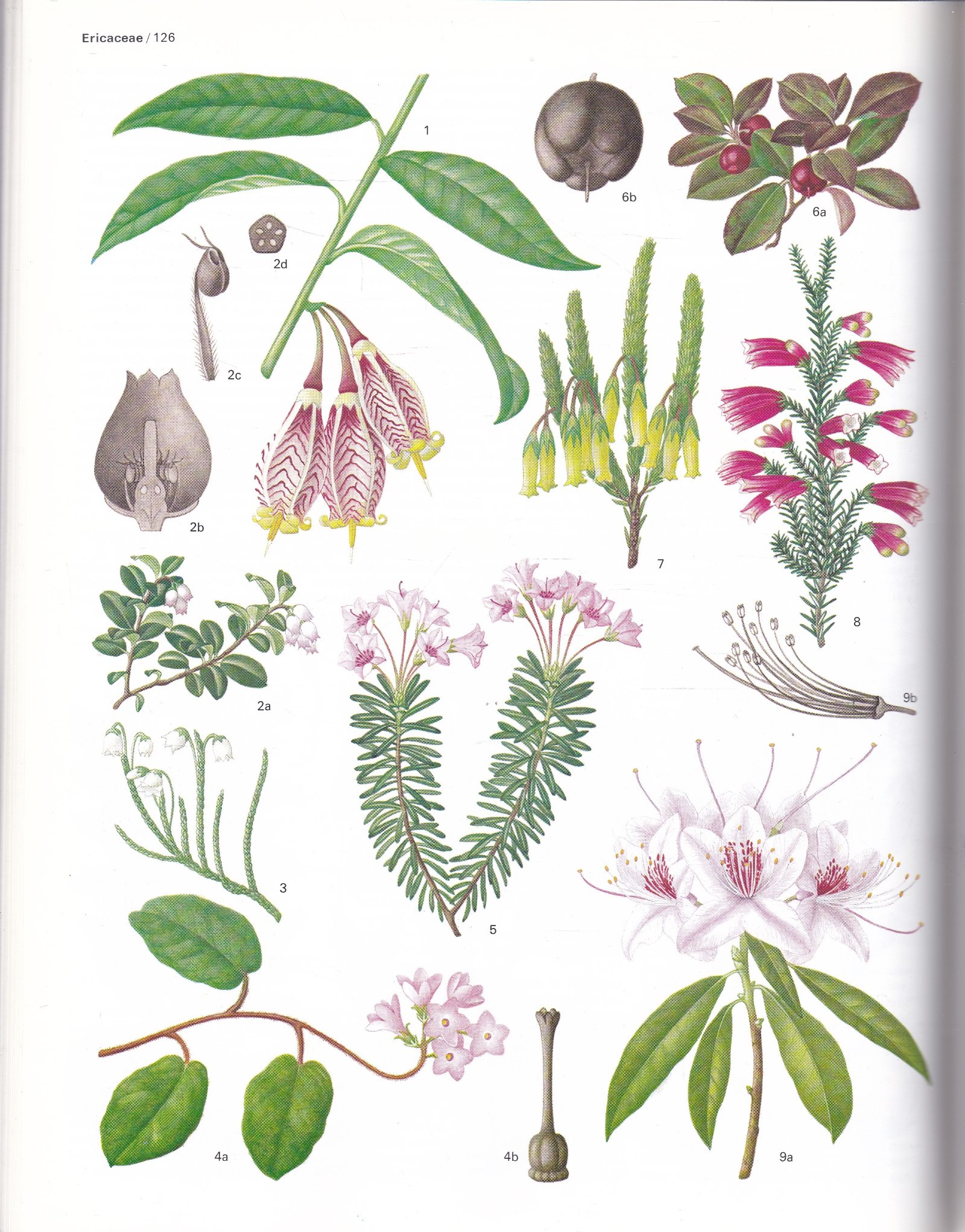 Bloeiende planten van de wereld - Afbeelding 3