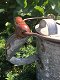 waterkan, Vienne, zink -waterkan -kan -tuin deco - 5 - Thumbnail