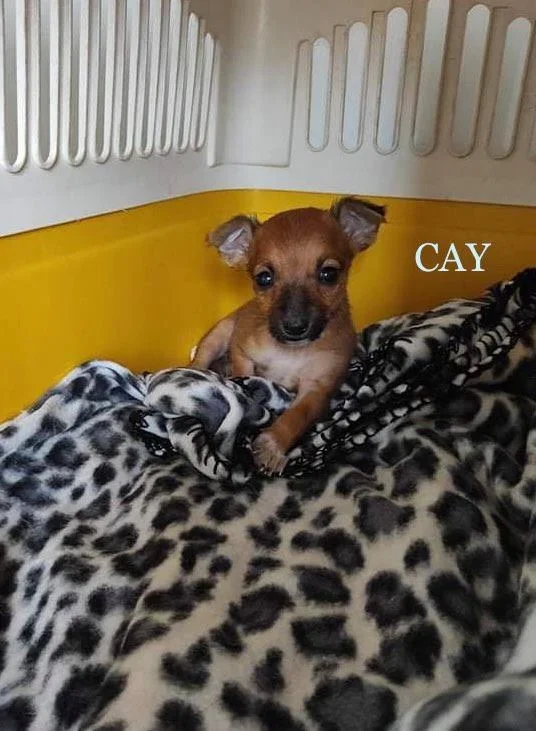 MJM Dogs Foundation: Cay * komt naar Nederland * - nr. 1