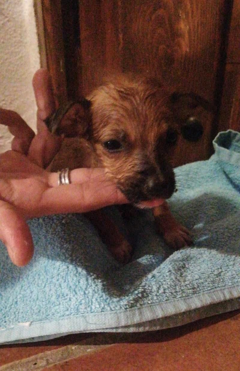 MJM Dogs Foundation: Cay * komt naar Nederland * - Afbeelding 2
