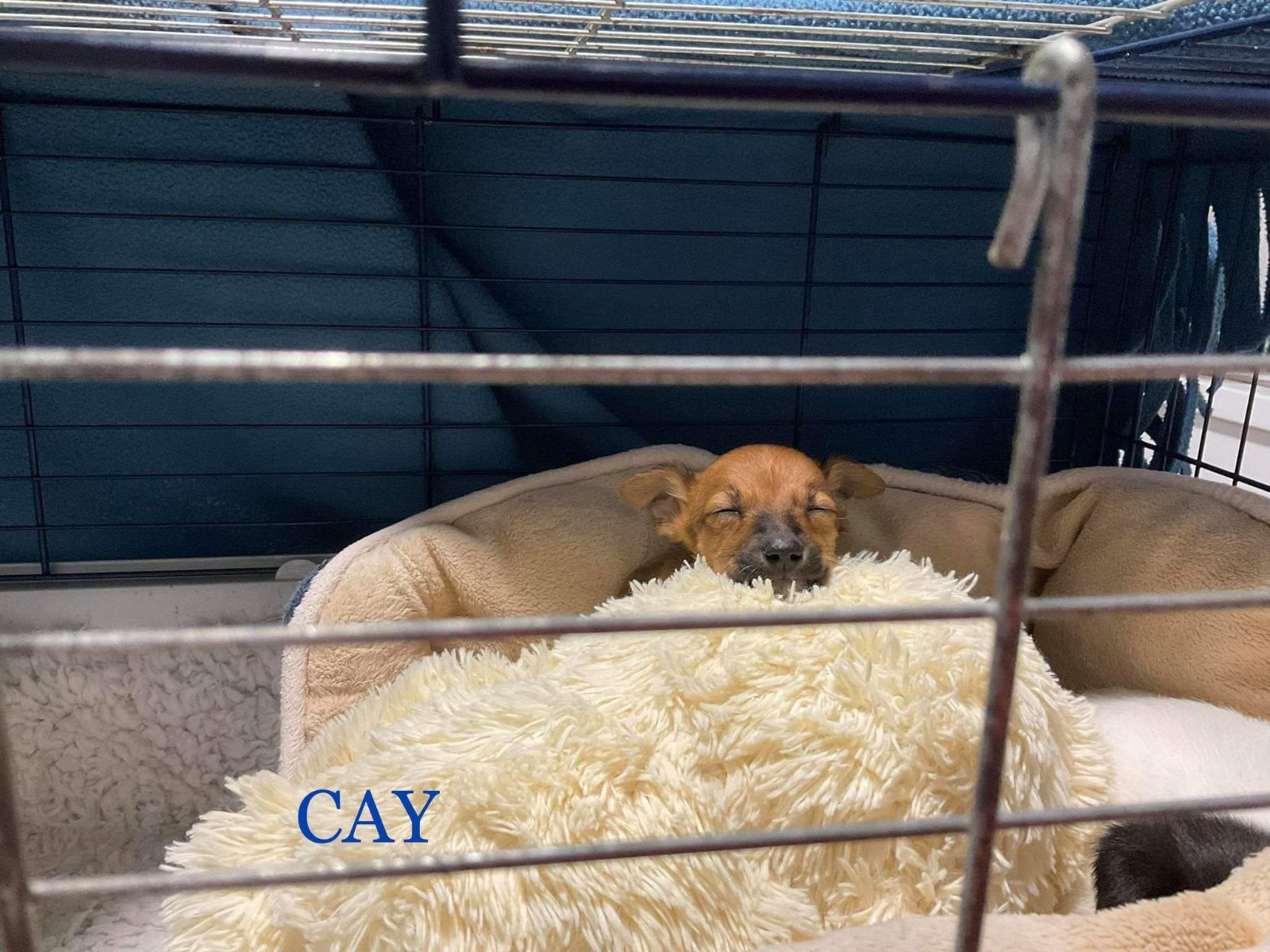 MJM Dogs Foundation: Cay * komt naar Nederland * - Afbeelding 5