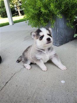 Pomsky-puppy's te koop - 0