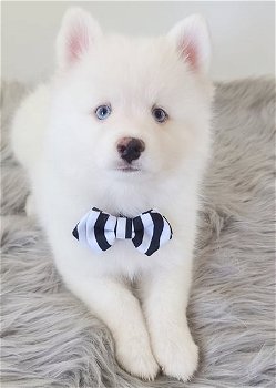 Pomsky-puppy's te koop - 2