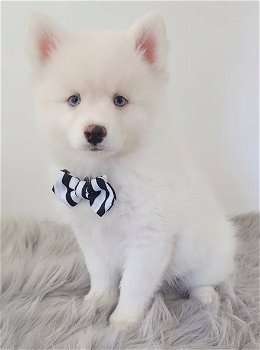 Pomsky-puppy's te koop - 3