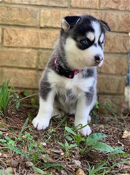 Pomsky-puppy's te koop - 5