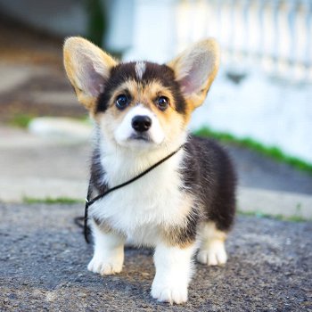 Absoluut gezonde Pembroke Welsh Corgi Puppy klaar - 0