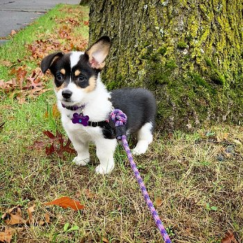 Absoluut gezonde Pembroke Welsh Corgi Puppy klaar - 1