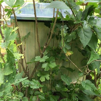 Prachtige nestkast voor vogels en eekhoorns -eekhoorn - 4