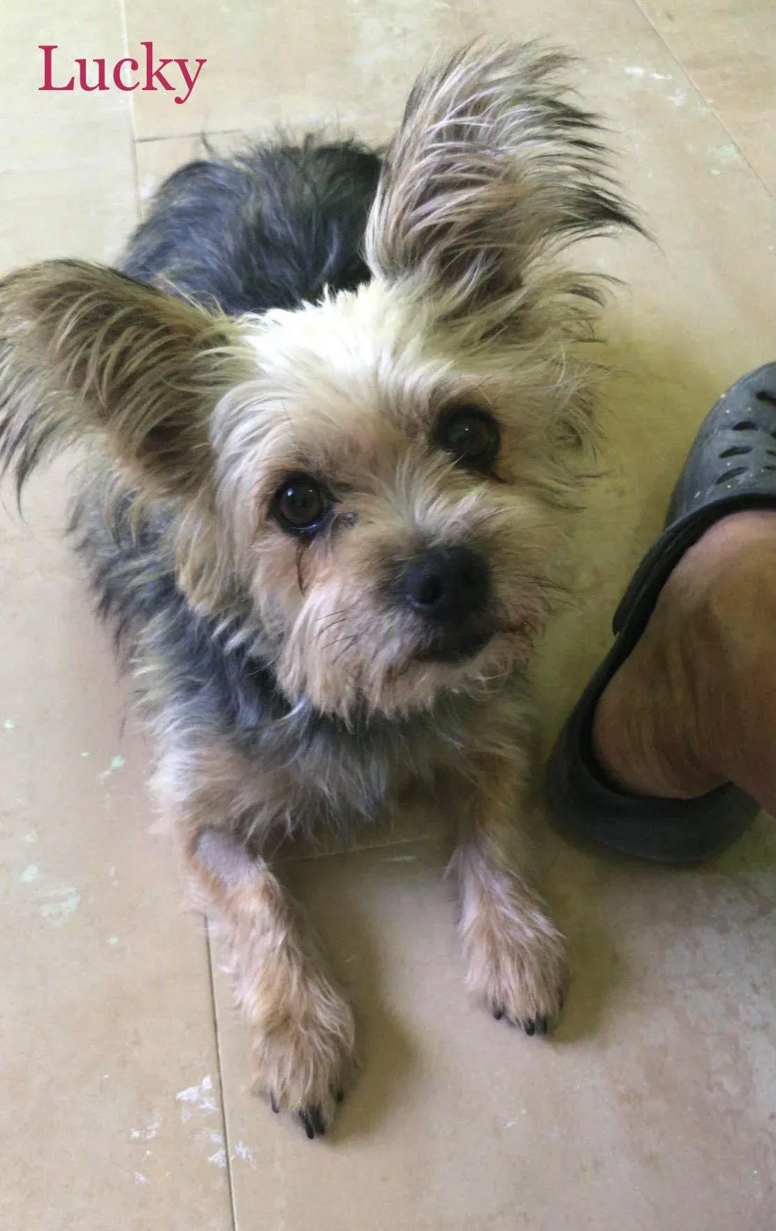 MJM Dogs Foundation: Lucky (gereserveerd) - nr. 1