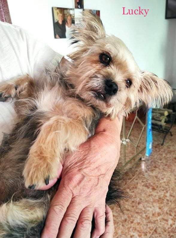 MJM Dogs Foundation: Lucky (gereserveerd) - Afbeelding 2