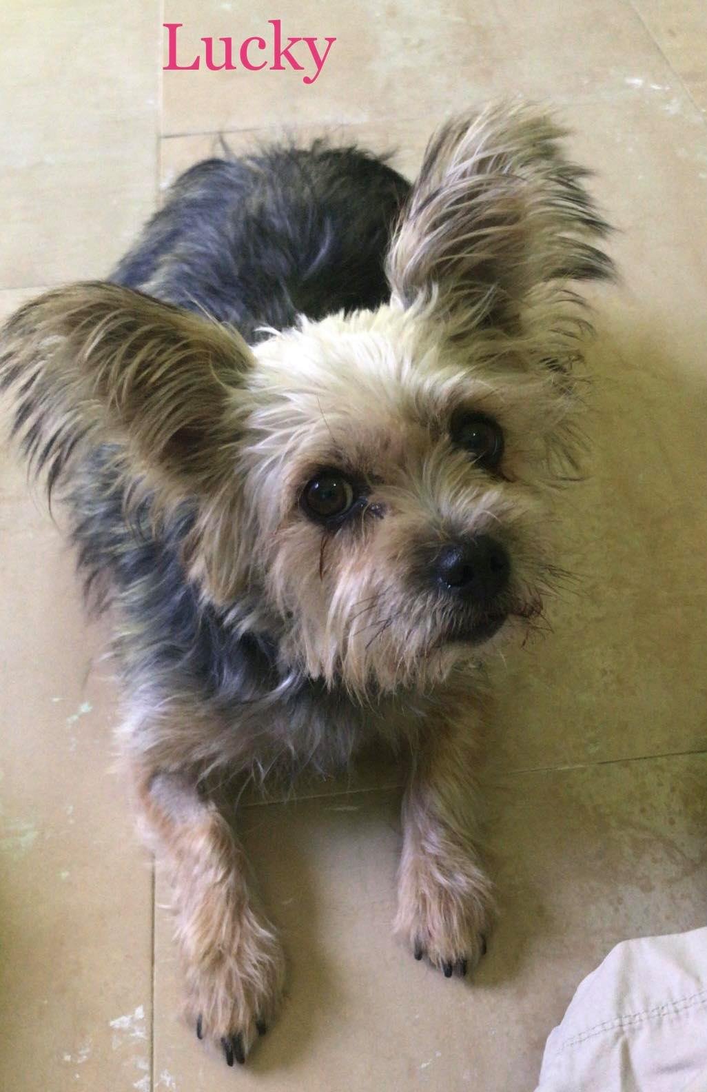 MJM Dogs Foundation: Lucky (gereserveerd) - Afbeelding 3