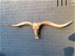 grote longhorn woodlook stierenschedel-stier-tuin deco - 0 - Thumbnail