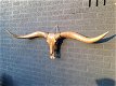 grote longhorn woodlook stierenschedel-stier-tuin deco - 6 - Thumbnail