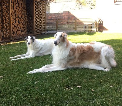 11 Beautiful Borzoi Puppies 5 x males and 6 x females - 0