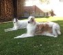 11 Beautiful Borzoi Puppies 5 x males and 6 x females - 0 - Thumbnail