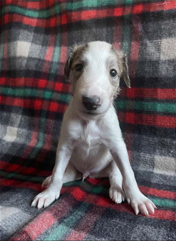 11 Beautiful Borzoi Puppies 5 x males and 6 x females - 1