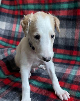 11 Beautiful Borzoi Puppies 5 x males and 6 x females - 2