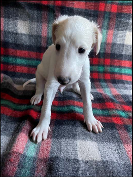 11 Beautiful Borzoi Puppies 5 x males and 6 x females - 3