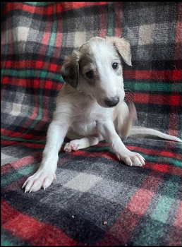 11 Beautiful Borzoi Puppies 5 x males and 6 x females - 4