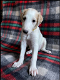 11 Beautiful Borzoi Puppies 5 x males and 6 x females - 6 - Thumbnail