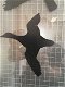 Raamstikkers in de vorm van vliegende vogels-raamstikker - 3 - Thumbnail