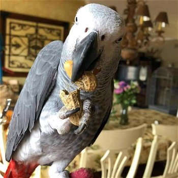 Hand Raised And Tamed Pair Of African Greys - 0