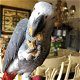Hand Raised And Tamed Pair Of African Greys - 0 - Thumbnail