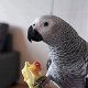Hand Raised And Tamed Pair Of African Greys - 1 - Thumbnail