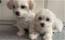 Zindelijkheidstraining mannelijke en vrouwelijke Maltese puppy's - 0 - Thumbnail