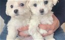 Zindelijkheidstraining mannelijke en vrouwelijke Maltese puppy's - 1 - Thumbnail