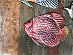 Set van 3 wandvissen metaal vol in kleur-vis-vissen - 4 - Thumbnail