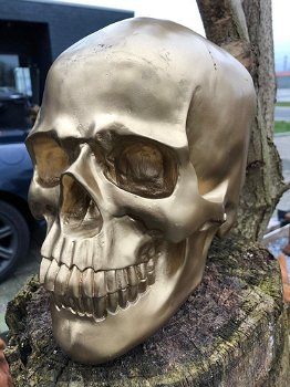 Skull-schedel, uit Polystein, gold-schedel -deco - - 1