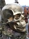 Skull-schedel, uit Polystein, gold-schedel -deco - - 2 - Thumbnail