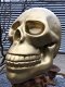 Zeer grote anatomische skull-schedel, uit Polystein-Gold. - 2 - Thumbnail