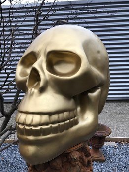 Zeer grote anatomische skull-schedel, uit Polystein-Gold. - 3