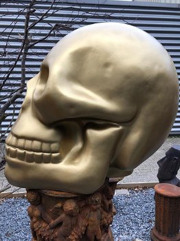 Zeer grote anatomische skull-schedel, uit Polystein-Gold. - 4