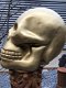 Zeer grote anatomische skull-schedel, uit Polystein-Gold. - 4 - Thumbnail
