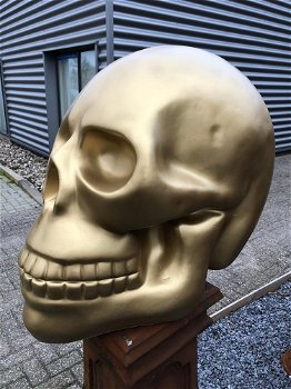 Zeer grote anatomische skull-schedel, uit Polystein-Gold. - 6