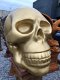 Zeer grote anatomische skull-schedel, uit Polystein-Gold. - 7 - Thumbnail