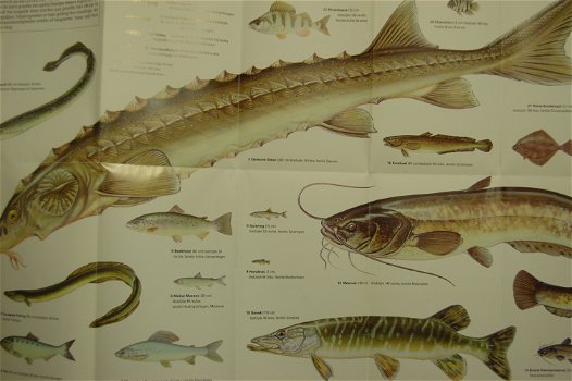 Zoetwatervissen. Herkennen en benoemen - 1