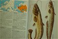 Zoetwatervissen. Herkennen en benoemen - 2 - Thumbnail
