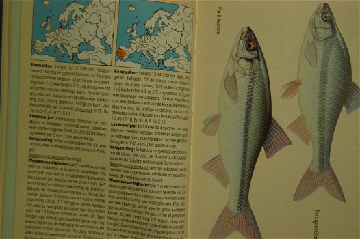 Zoetwatervissen. Herkennen en benoemen - 3