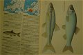 Zoetwatervissen. Herkennen en benoemen - 4 - Thumbnail