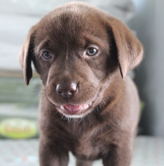 8weeks old female Labrador retrieve puppy ready for adoption to good homes - nr. 1