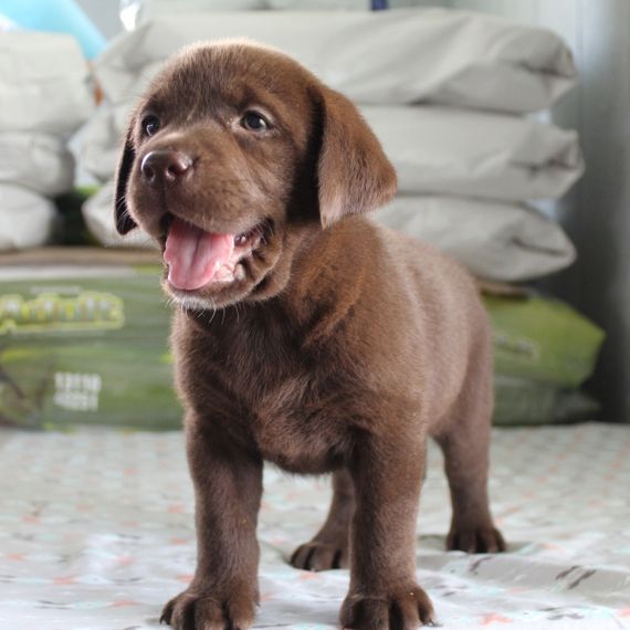 8weeks old female Labrador retrieve puppy ready for adoption to good homes - Afbeelding 2