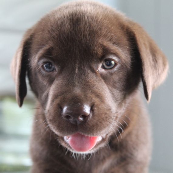 8weeks old female Labrador retrieve puppy ready for adoption to good homes - Afbeelding 3